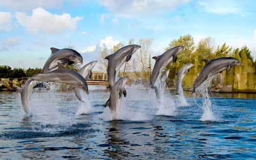 Dolfinarium-Harderwijk11