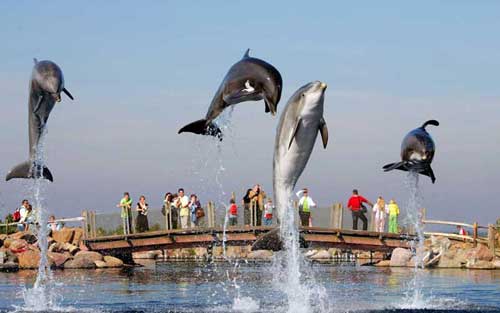 Dolfinarium-Harderwijk44